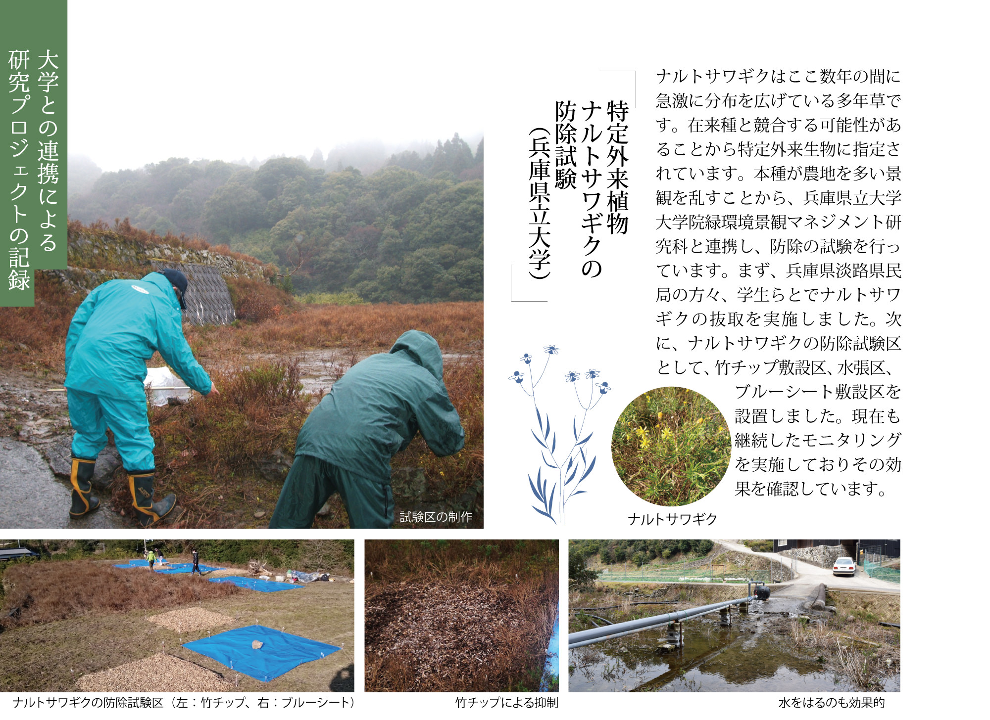 特定外来植物ナルトサワギクの防除試験（兵庫県立大学）